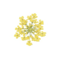 Gofj préselt szárított Ammi Majus virág epoxigyanta köröm kézműves DIY Telefon dekoráció