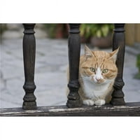 Macska Ül A Korlátok Között Poszter Nyomtatás
