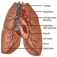A tüdő anatómiája poszter nyomtatása Gwen Shockey tudományos forrás
