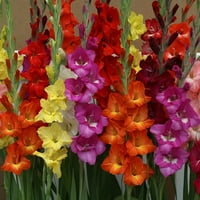 Euroblooms Gladiolus Hot Mi virág izzók