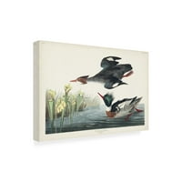 John James Audubon 'Red Belled Merganser Duck' Canvas Art