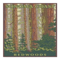 Sonoma Coast Redwoods, Kalifornia, Kilátás Az Erdőre