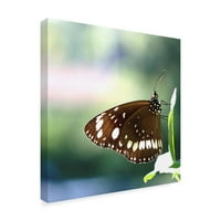Védjegy Szépművészet 'Brown Butterfly' vászon művészete Incredi