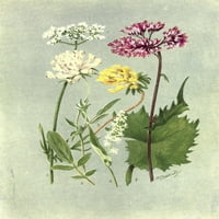 Al-alpesi növények Valeriana et al Poszter Nyomtatás George J. Flemwell